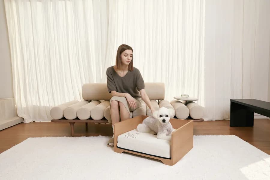소파에 앉은 보호자 앞, 원목 펫베드에 앉은 흰 비숑
