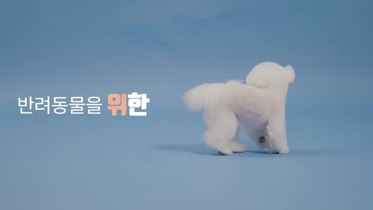 파란 배경 앞에 서 있다 돌아서는 비숑, 스멍스 광고