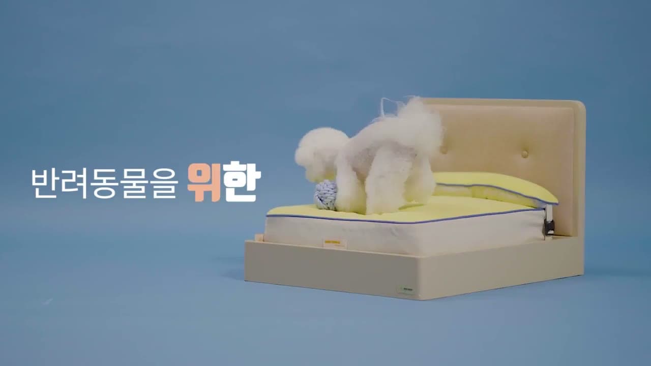 파란 배경, 헤드보드 침대 위로 올라가는 비숑, 스멍스 광고