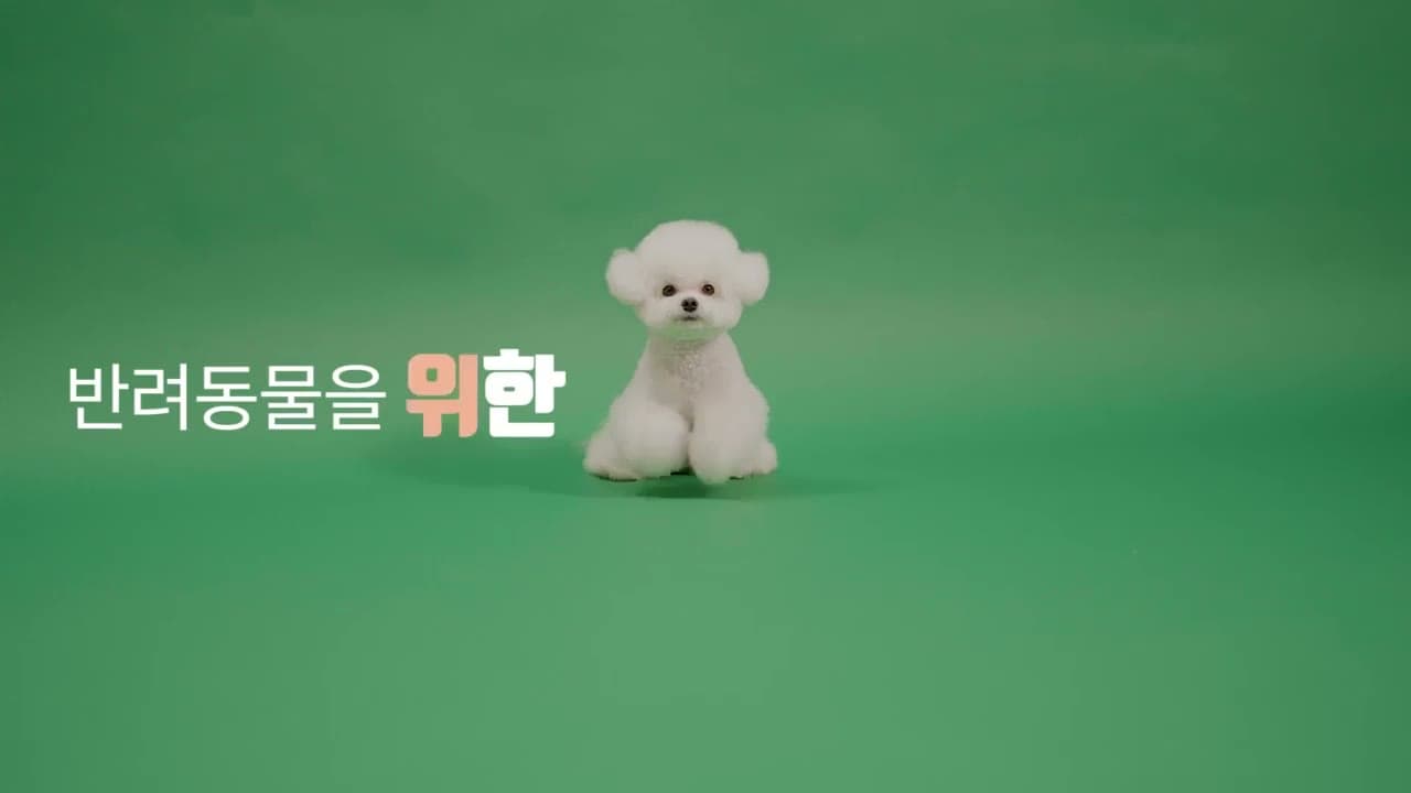 초록 배경 앞 비숑 정면, 스멍스 광고