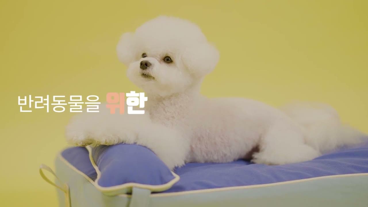 노란 배경, 매트리스에 엎드린 비숑, 스멍스 광고